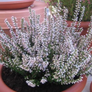 Calluna