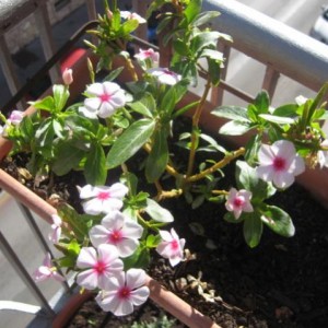 Vinca rosea varietà LittleBright Eye