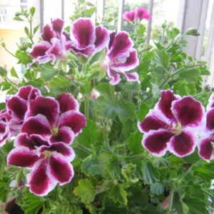 Geranio Pelargonium Imperiale