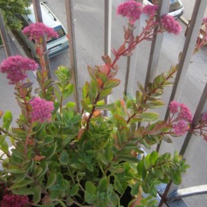 Sedum Spectabile