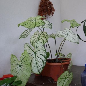 caladium appassito