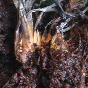 Dionaea kaput