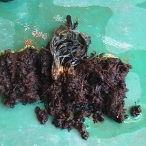 Dionaea Kaput1