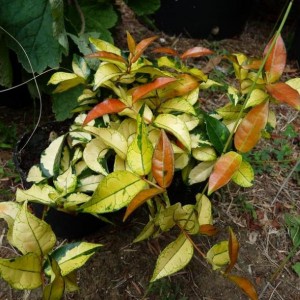 trachelospermum jasminoides variegatum. non ho resistino e l'ho acquistata!!!!!!!