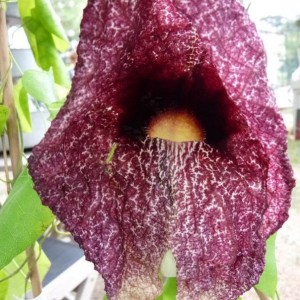 aristolochia gigantea