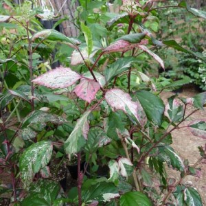 hibiscus cooperi rose flake