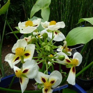 sagittaria montevidensis