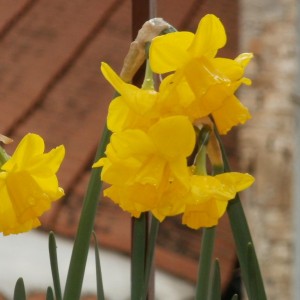 Daffodils