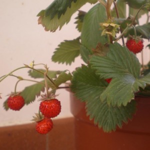 Fragole