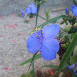 Commelina dianthifolia