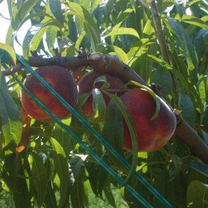 Pesche selvatiche ma con una buona potatura sono grandi e buone