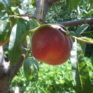 Pesche selvatiche ma con una buona potatura sono grandi e buone