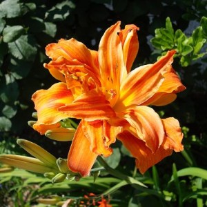 Hemerocallis Kvanso