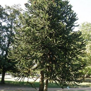 Araucaria araucana