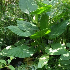 alocasia macrorrhizoi