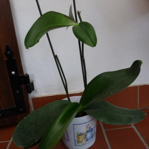 orchidea con kieki