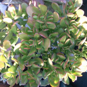 crassula ovata