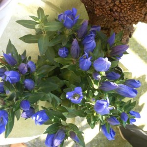 gentiana