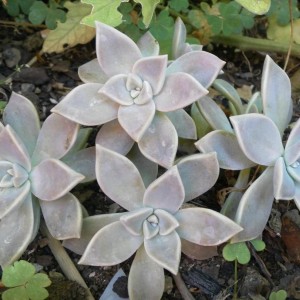 Graptopetalum paraguayense