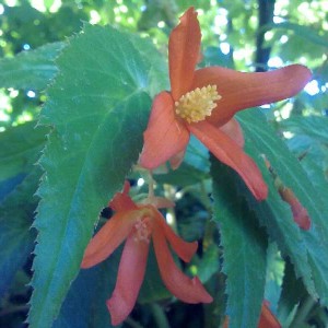 OranBegonia3