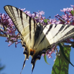 iphiclides podalirius