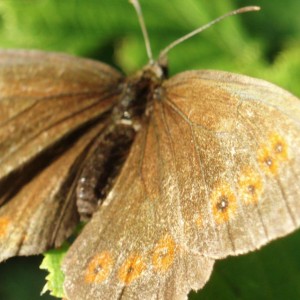 erebia