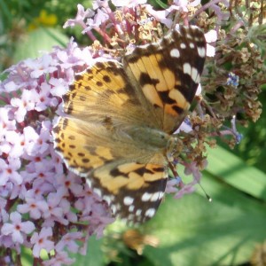 cynthia cardui