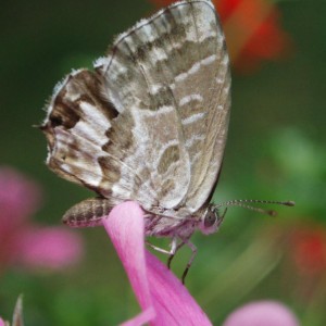 cacyreus marshalli