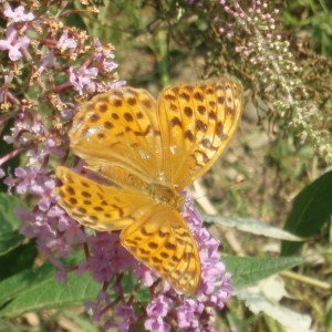 argynnis paphia