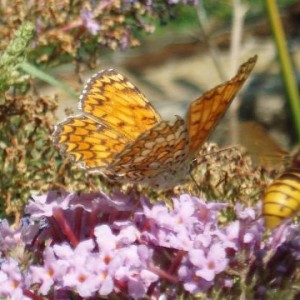 melitaea phoebe