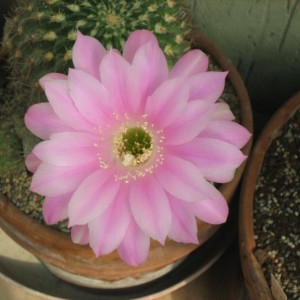 Echinopsis