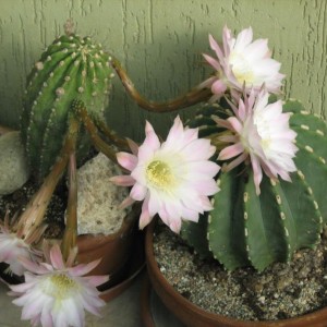 Echinopsis