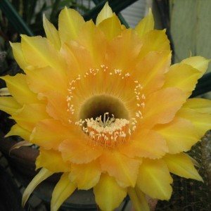 Echinopsis