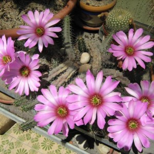 Echinocereus