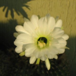 Echinopsis