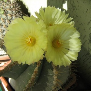 Astrophytum