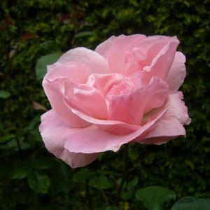 Rosa rosa 2