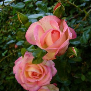 Rampicante rosa