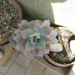 Echeveria subrigida