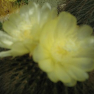 Notocactus sciumannianus