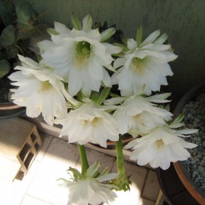 Echinopsis inermis