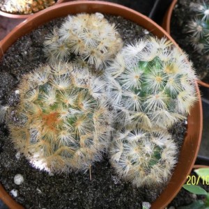 Mammillaria carmenae