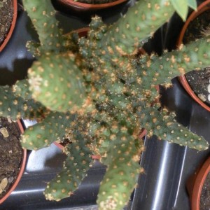 Opuntia monacantha