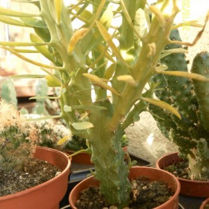 euphorbia clava