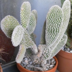 Opuntia microdasys v.albispina