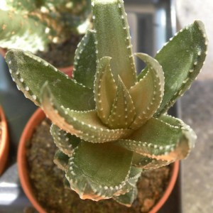 Haworthia reinwardtii