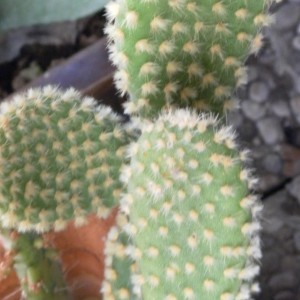 Opuntia albispina