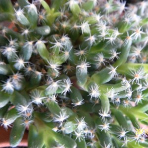 Trichodiadema densum