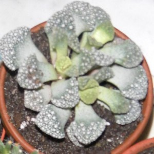 Titanopsis calcarea...credo