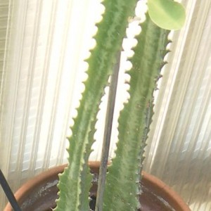 euphorbia trigona